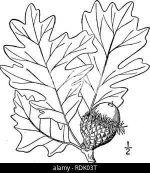 . An illustrated flora of the northern United States, Canada and the British possessions, from Newfoundland to the parallel of the southern boundary of Virginia, and from the Atlantic Ocean westward to the 102d meridian. Botany; Botany. 19. Quercus macrocarpa Michx. Mossy-cup, Blue or Bur Oak. Fig. 1532. Q. macrocarpa Michx. Hist. Chen. Am. 2. pi. 23. 1801. Q. olivaeformis Michx. f. Hist. Arb. Am. 2: pi. 2. 1812. A large tree, with gray flaky bark; maximum height about 1600, and trunk diameter 8°. Leaves obovate or oblong-obovate in outline, rather thin, irregularly lobed, pinnatifid, or some  Stock Photo