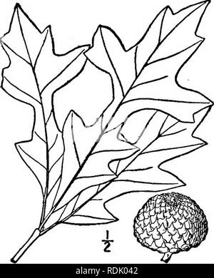 . An illustrated flora of the northern United States, Canada and the British possessions, from Newfoundland to the parallel of the southern boundary of Virginia, and from the Atlantic Ocean westward to the 102d meridian. Botany; Botany. Genus 3. BEECH FAMILY. 623 18. Quercus lyrata Walt. Overcup or Swamp Post Oak. Fig. 1531. Quercus lyrata Walt. Fl. Car. 235. 1753. A large tree, maximum height about 100° and trunk diameter 3i°; bark gray or reddish, in thin plates. Leaves obovate in outline, mostly narrowed at the base, 6'-8' long, lyrate-pinnatifid or lobed to beyond . the middle, thin, when  Stock Photo