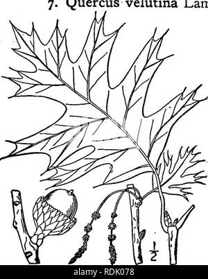 . An illustrated flora of the northern United States, Canada and the British possessions, from Newfoundland to the parallel of the southern boundary of Virginia, and from the Atlantic Ocean westward to the 102d meridian. Botany; Botany. BEECH FAMILY. Scarlet Genus 3. 6. Quercus coccinea Wang. Oak. Fig. 1519. Q. coccinea Wang. Amer. 44. pi. 4. f. g. 1787. A forest tree, attaining a maximum height of about 160°, the trunk diameter some- times 5°; inner bark pale reddish or gray; foliage turning scarlet in autumn. Leaves deeply pinnatifid, glabrous, bright green and shining above, paler and somet Stock Photo