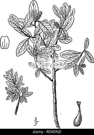 . An illustrated flora of the northern United States, Canada and the British possessions, from Newfoundland to the parallel of the southern boundary of Virginia, and from the Atlantic Ocean westward to the 102d meridian. Botany; Botany. 31. Salix reticulata L. Net-veined Willow. Fig. 1481. Salix reticulata L. Sp. PI. 1018. 1753. Salix orbicularis Anders, in DC. Prodr. i62: 300. 1868. A procumbent shrub, 3'-io' high, often sending out roots from the twigs, the young shoots 4-sided, purple-green. Leaves elliptic or obovate, thick, ob- tuse, narrowed, rounded or subcordate at the base, slender-pe Stock Photo