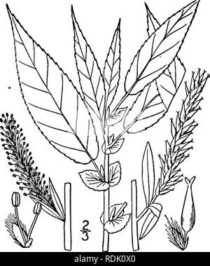 . An illustrated flora of the northern United States, Canada and the British possessions, from Newfoundland to the parallel of the southern boundary of Virginia, and from the Atlantic Ocean westward to the 102d meridian. Botany; Botany. ii. Salix pyrifolia Anders. Balsam Willow. Fig. 1461. Salix cordata var. balsamifera Hook. Fl. Bor. Am. 2: 149. 1839. S. pyrifolia Anders. Vet. Acad. Handl. 61: 162. 1867. S1. balsamifera Barratt; Hook. loc. cit. As synonym. 1839. Bebb. Bot. Gaz. 4: 190. 1879. A shrub, 4°-lo° high, the twigs glabrous, shin- ing, the youngest foliage pubescent. Mature leaves ell Stock Photo