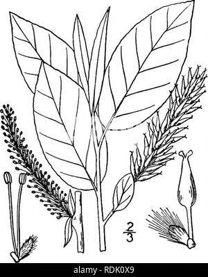 . An illustrated flora of the northern United States, Canada and the British possessions, from Newfoundland to the parallel of the southern boundary of Virginia, and from the Atlantic Ocean westward to the 102d meridian. Botany; Botany. 596 SALICACEAE. Vol. I.. ii. Salix pyrifolia Anders. Balsam Willow. Fig. 1461. Salix cordata var. balsamifera Hook. Fl. Bor. Am. 2: 149. 1839. S. pyrifolia Anders. Vet. Acad. Handl. 61: 162. 1867. S1. balsamifera Barratt; Hook. loc. cit. As synonym. 1839. Bebb. Bot. Gaz. 4: 190. 1879. A shrub, 4°-lo° high, the twigs glabrous, shin- ing, the youngest foliage pub Stock Photo