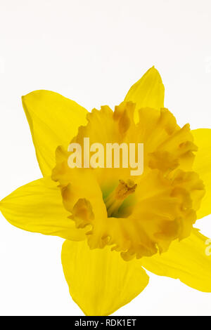 Beautiful vibrant Spring daffodil, isolated on white background, backlit to enhance the fine detail in the flower petals. Stock Photo