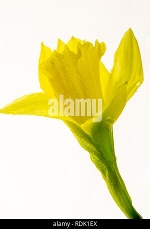 Beautiful vibrant Spring daffodil, isolated on white background, backlit to enhance the fine detail in the flower petals. Stock Photo