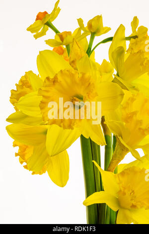 Beautiful vibrant Spring daffodils, isolated on white background, backlit to enhance the fine detail in the flower petals. Stock Photo