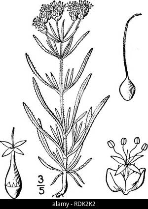 . An illustrated flora of the northern United States, Canada and the British possessions, from Newfoundland to the parallel of the southern boundary of Virginia, and from the Atlantic Ocean westward to the 102d meridian. Botany; Botany. 13. Plantago arenaria W. &amp; K Fig. 39IO. Sand Plantain. Plantago arenaria W. &amp; K. PI. Rar. Hung. 1: 51. pi. 51 â 1802. Annual, pubescent, somewhat viscid; stem simple, or commonly becoming much branched, leafy, 3'l5' high. Leaves opposite, or whorled, narrowly linear, entire, sessile, 1-3' long, about 1&quot; wide; peduncles axillary, often umbellate at Stock Photo