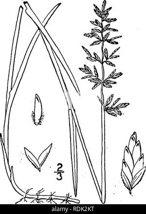 . An illustrated flora of the northern United States, Canada and the British possessions, from Newfoundland to the parallel of the southern boundary of Virginia, and from the Atlantic Ocean westward to the 102d meridian. Botany; Botany. Genus 92. GRASS FAMILY. 259. 19. Poa compressa L. Wire-grass. Flat-stemmed Meadow-grass. English Blue-grass. Fig. 622. Poa compressa L. Sp. PI. 69. 1753. Pale bluish green, glabrous, culms 6-20 tall, decumbent at the base, from long horizontal rootstocks, smooth, much flattened. Sheaths loose, flattened, shorter than the inter- nodes; ligule i&quot; long; blade Stock Photo
