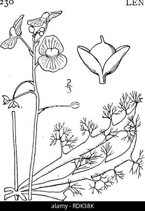 . An illustrated flora of the northern United States, Canada and the British possessions, from Newfoundland to the parallel of the southern boundary of Virginia, and from the Atlantic Ocean westward to the 102d meridian. Botany; Botany. LENTIBULARIACEAE. Vol.JII. 9. Utricularia inflata Walt. Large Swollen Bladderwort. Fig. 3869. Utricularia inflata Walt. Fl. Car. 64. 1788. U. ceratophylla Michx. Fl. Bor. Am. 1:12. 1803. Stems long, floating horizontally beneath the sur- face of the water. Leaves alternate, 10-12-dichoto- mous, usually more than 2' long, bladder-bearing; scape 4-12-flowered, wi Stock Photo