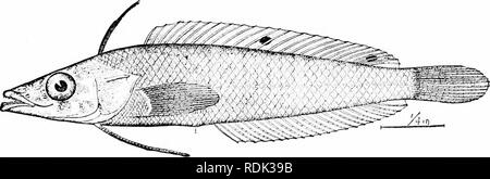 . A guide to the study of fishes. Fishes; Zoology; Fishes. 456 ...