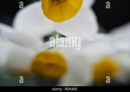Three dwarf white daffodils on a dark background in soft focus-macro photo Stock Photo