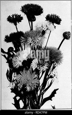 . Our garden flowers; a popular study of their native lands, their life histories, and their structural affiliations. Flowers. CENTAUREA. Centaurea in variety. Please note that these images are extracted from scanned page images that may have been digitally enhanced for readability - coloration and appearance of these illustrations may not perfectly resemble the original work.. Keeler, Harriet L. (Harriet Louise), 1846-1921. New York, C. Scribner's Sons Stock Photo