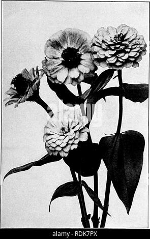 . Our garden flowers; a popular study of their native lands, their life histories, and their structural affiliations. Flowers. ZINNIA. Zinnia. Zinnia Slegans. Please note that these images are extracted from scanned page images that may have been digitally enhanced for readability - coloration and appearance of these illustrations may not perfectly resemble the original work.. Keeler, Harriet L. (Harriet Louise), 1846-1921. New York, C. Scribner's Sons Stock Photo