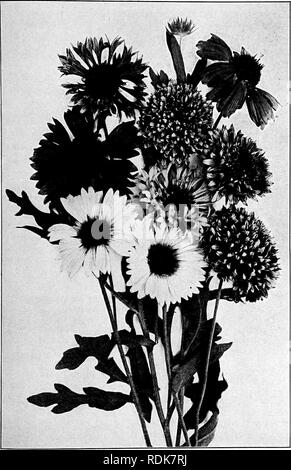 . Our garden flowers; a popular study of their native lands, their life histories, and their structural affiliations. Flowers. GAILLARDIA. Gaillardia in variety. Please note that these images are extracted from scanned page images that may have been digitally enhanced for readability - coloration and appearance of these illustrations may not perfectly resemble the original work.. Keeler, Harriet L. (Harriet Louise), 1846-1921. New York, C. Scribner's Sons Stock Photo