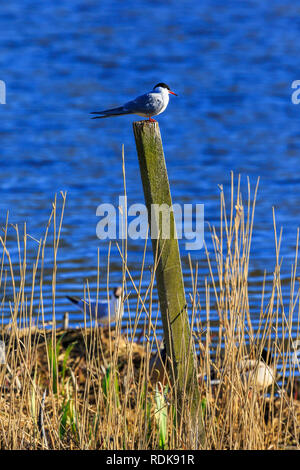 Tern sits on a pole in the sunshine by a lake Stock Photo