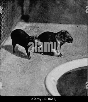 . Mammals of other lands;. Mammals. Photo b) W. P, Dando CHINCHILLA A small rodent of the Andes, possessing very soft and valuable gray fur The Porcupines. These animals are either tree-climbers or ground-dwellers. America, though one, the Canadian Porcupine, is found in the North; the latter are European and Asiatic. In Africa they are also common. The Canadian porcupine passes nearly all its life in trees, feeding on the leaves; but it has not a prehensile tail. The Common Porcupine is abundant in Italy (where it is eaten by man), Greece, Spain, and Africa. It Hves in burrows or among rocks. Stock Photo