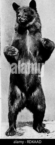 . Mammals of other lands;. Mammals. CHAPTER VI THE BEARS. LeS^ Photo by Ottomar Anichiitx.^ Berlin AN INVITING ATTITUDE The upright position is not natu- ral to-tha broivn hear. It prefers to sit on its hams, and not to stand EXCEPT the great cats, no creatures have longer held a place in human interest than the BEARS. Their size and formidable- equipment of claws and teeth give the touch of fear which goes with admiration. On the other hand, they do not, as a rule, molest human beings, who see them employing their great strength on appar- ently insignificant objects with some amusement. Excep Stock Photo