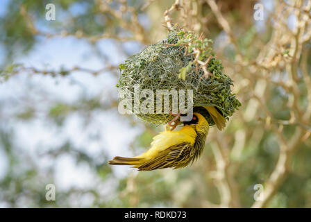 Southern Masked-weaver - Ploceus velatus, beautiful yellow black faced weaver from South Africa, Sossusvlei, Namibia. Stock Photo