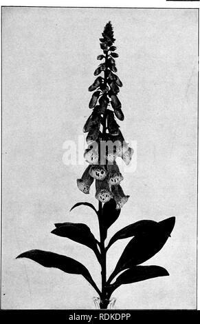 . Our garden flowers; a popular study of their native lands, their life histories, and their structural affiliations. Flowers. FOXGLOVE. Foxglove. Digitalis purpurea. Please note that these images are extracted from scanned page images that may have been digitally enhanced for readability - coloration and appearance of these illustrations may not perfectly resemble the original work.. Keeler, Harriet L. (Harriet Louise), 1846-1921. New York, C. Scribner's Sons Stock Photo