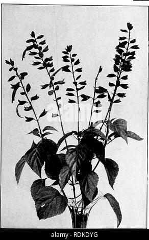 . Our garden flowers; a popular study of their native lands, their life histories, and their structural affiliations. Flowers. SALVIA. Salvia. Salvia splendens. Please note that these images are extracted from scanned page images that may have been digitally enhanced for readability - coloration and appearance of these illustrations may not perfectly resemble the original work.. Keeler, Harriet L. (Harriet Louise), 1846-1921. New York, C. Scribner's Sons Stock Photo