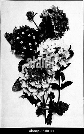 . Our garden flowers; a popular study of their native lands, their life histories, and their structural affiliations. Flowers. VERBENA. Verbena. Verbena hybrida. Please note that these images are extracted from scanned page images that may have been digitally enhanced for readability - coloration and appearance of these illustrations may not perfectly resemble the original work.. Keeler, Harriet L. (Harriet Louise), 1846-1921. New York, C. Scribner's Sons Stock Photo