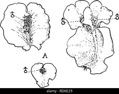 . Dudley memorial volume, containing a paper by William Russel Dudley and appreciations and contributions in his memory by friends and colleagues ... Dudley, William Russel, 1849-1911; Botany. THE MORPHOLOGY AND SYSTEMATIC POSITION OF CALYCULARIA RADICULOSA (Steph.) By Douglas Houghton Campbell^ Professor of Botany THE classification of the so-called anacrogynous Jungermanniales, an important group of liverworts, is at present in a very unsatisfactory condition, and much remains to be done before the true relationships of the members of this group can be satisfactorily settled. A recent attemp Stock Photo