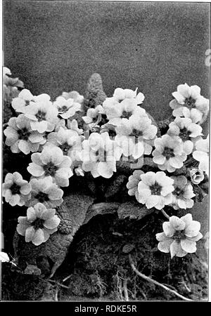 . Our garden flowers; a popular study of their native lands, their life histories, and their structural affiliations. Flowers. PRIMROSE. Primrose. Primula acaiilis. Please note that these images are extracted from scanned page images that may have been digitally enhanced for readability - coloration and appearance of these illustrations may not perfectly resemble the original work.. Keeler, Harriet L. (Harriet Louise), 1846-1921. New York, C. Scribner's Sons Stock Photo
