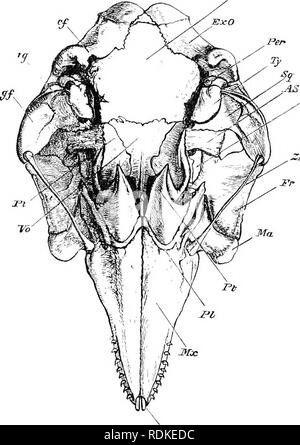 . The Cambridge natural history. Zoology. 350 NASAL BONES phins and, especially, Physcter. This asymmetry afi'ects parti- cularly the premaxillae, the maxillae, and the nasals. The base of the skull is symmetrical. The Whale's skull has very long premaxillae which, however, do not, except in the extinct. PMX: Fig. 184.âUnder surface of the cranium of a young t'aa'ing Whale {Globicephcdus melas). x^. yl;S, Alisphenoid ; iJO, basioccipital ; cf, condylar foramen ; Â£xO, exoccipital ; Fr, .â ^upra-orbital process of frontal ; gf^ glenoid fossa of squamosal ; jl/&quot;, body of malar ; jl/.'', max Stock Photo