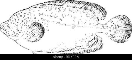 . The Cambridge natural history. Zoology. 644 TELEOSTEI chap. 12 feet, it must be immune to their influence: a remarkable condition, considerins that small fish have often been seen in their stomachs and entangled in their tentacles.&quot; This observer adds: &quot; It is probable that, in addition to protection, the fish derives its food from association with the Physalia, much as does the Eemora in accompanying a shark. The Physalia doubtless paralyses many more animals than it can consume—the residue falling to the lot of the fishes, which may be present to the number of ten.&quot; Fam. 10. Stock Photo