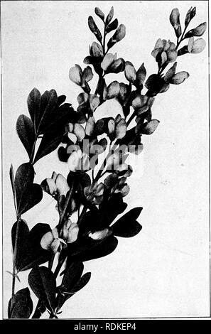 . Our garden flowers; a popular study of their native lands, their life histories, and their structural affiliations. Flowers. BAPTISIA. Baptisia. Baptlsia ausirdlis. Please note that these images are extracted from scanned page images that may have been digitally enhanced for readability - coloration and appearance of these illustrations may not perfectly resemble the original work.. Keeler, Harriet L. (Harriet Louise), 1846-1921. New York, C. Scribner's Sons Stock Photo