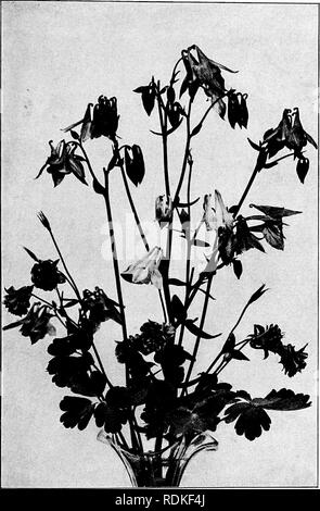 . Our garden flowers; a popular study of their native lands, their life histories, and their structural affiliations. Flowers. COLUMBINE. Columbine. Aquilegia vulgaris. Please note that these images are extracted from scanned page images that may have been digitally enhanced for readability - coloration and appearance of these illustrations may not perfectly resemble the original work.. Keeler, Harriet L. (Harriet Louise), 1846-1921. New York, C. Scribner's Sons Stock Photo