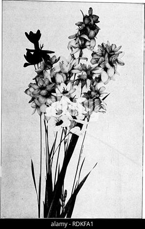 . Our garden flowers; a popular study of their native lands, their life histories, and their structural affiliations. Flowers. IXIA. Lda. Ixia. Please note that these images are extracted from scanned page images that may have been digitally enhanced for readability - coloration and appearance of these illustrations may not perfectly resemble the original work.. Keeler, Harriet L. (Harriet Louise), 1846-1921. New York, C. Scribner's Sons Stock Photo