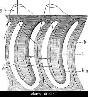 . The Cambridge natural history. Zoology. 12 HEMICHORDATA view of the animal thus shows a linear series of simple pores, a view of the pharynx from the inside appears as in Fig. 5. At the hind end of the pharynx the inner opening of the developing gill-sac is circular. Slightly further forward the dorsal side of the pore is indented into a crescent, which grows longer in a dorso-ventral direction, and becomes a U, whose two limbs are nearly separated by a mass of tissue, the so-called &quot;tongue-bar&quot; (Fig. 5, f). The special interest of this mode of development is that it is identical w Stock Photo