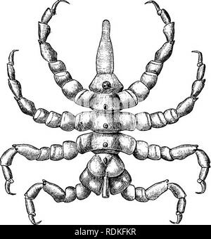 . The Cambridge natural history. Zoology. CHAPTER XXI Eemote, so far as we at present see, from all other Arthropods, while yet manifesting the most patent features of the Arthropod type, the 'Pycnogons constitute a little group, easily recognised and characterised, abundant and omnipresent in the sea. The student of the foreshore finds few species and seldom many individuals, but the dredger in deep waters meets at times with prodigious numbers, lending a character to the fauna over great areas. The commonest of our native species, or that at least which we find the oftenest, is Pycnogonum li Stock Photo