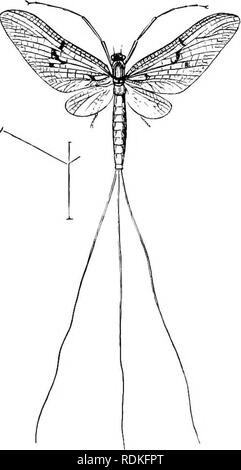 . The Cambridge natural history. Zoology. CHAPTER XIX AMPHIBIOUS NEUEOPTERA CONTINUED EPHEMEEIDAE, MAY-FLIES Fam. VII. Ephemeridae—May-flies. Delicate Insects ivith atrophied mouth and smcdl, short antennae; with four membranous ivings having much m,inute cross- veining ; the hinder -pair very much smaller than the other pair, sometimes entirely cdisent: the body terminated by three or two very elongate slender tails. The earlier stages are passed through in ivater, and the individual then differs greatly in appearance from the winged Insect; the passage betiveen the tioo forms is sud- den ; t Stock Photo