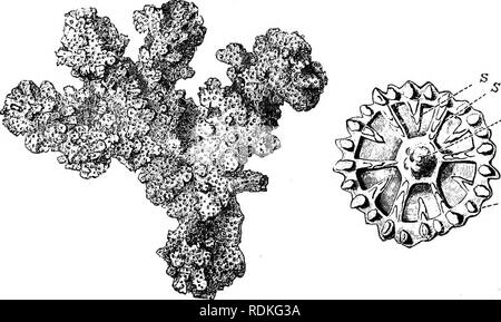 The Cambridge natural history. Zoology. ALCYONARIA GORGONACEA 351
