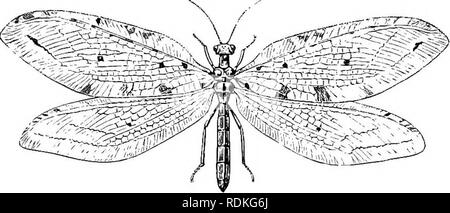 . The Cambridge natural history. Zoology. CHAPTER XV NEUEOPTERA MALLOPHAGA EMBIIDAE Order III. Neuroptera. Imago tvith biting mouth ; tvith two pairs of wings, the anterior as well as the posterior membranous, usually tvith extensive neuration, consisting of elongate nervures and either of short eross-nervules forming numerous cells or of a, com- plex minute mesh-work. {One division, Mallophaga, con- sists entirely of wingless forms ; in Termitidae some of the individuals of each generation become winged, but others do not: except in these cases adult wingless forms are feiv.) The metamorphosi Stock Photo