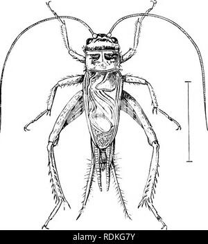 . The Cambridge natural history. Zoology. CHAPTER XIV OETHOPTEEA fJONTI^^UEI) GItYLLIDAE, CRICKETS Fam. VIII. Gryllidae—Crickets. Antennae, very slender, generally lonij and setaceous; hind legs long, saltatorial. Tcgmina ivith the older portion dcflcxed on to the side of the hody, and with the inner fiart lying flat on the hody. Tarsi usually three-jointed (^rarely tivo- or four- jointed). Female with a long ovipositor {excejpt in Uryllotal- pides). Apterous forms numerous. The Gryllidae are closely connected with the Lociistidae, the musical and auditory organs being in both similarly situat Stock Photo