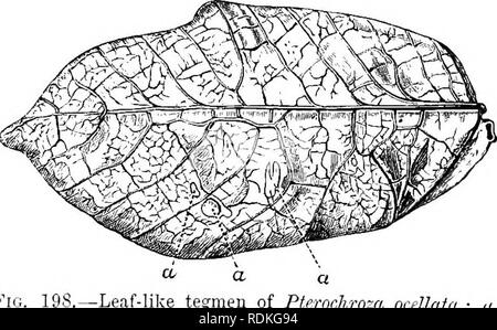 . The Cambridge natural history. Zoology. Fig. 197.—Dolichoiioda palpata, male. Dalmatia. {After Brumier. The Locustidae display in the greatest possible perfection that resemblance of the tegmina to leaves which we mentioned when speaking of the general characters of the Orthoptera. The wing-covers are very leaf-like in colour and appearance in many Locustidae, but it is in the tribe Pseudophyllides and in the South American genus Pterocliroza (Fig. 198) that the phenomenon is most remarkable. The tegmina in the species of this genus look exactly like leaves in certain stages of ripeness or d Stock Photo