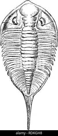 . The Cambridge natural history. Zoology. 250 TRILOBITA Fam. 12. Cheiruridae (Fig. 151, D, E).—The glabella is. Please note that these images are extracted from scanned page images that may have been digitally enhanced for readability - coloration and appearance of these illustrations may not perfectly resemble the original work.. Harmer, S. F. (Sidney Frederic), Sir, 1862- ed; Shipley, A. E. (Arthur Everett), Sir, 1861-1927. ed. [London, Macmillan and Co. , Limited; New York, The Macmillan Company Stock Photo