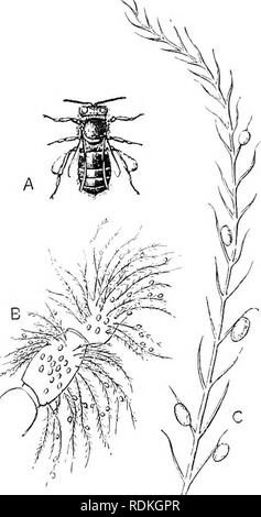 . The Cambridge natural history. Zoology. 12 HYMENOPTERA The hind-legs of bees are very largely used in the industrial occupations of these indefatigable creatures; one of their chief functions in the female being to act as receptacles for carrying pollen to the nest: they exhibit, however, considerable diversity. The parts most modified are the tibia and the iirst joint of the hind-foot. Pollen is carried by other parts of the body in many bees, and even the hind-leg itself is used in different ways for the purpose: sometimes the outer face of the tibia is highly polished and its margins surr Stock Photo