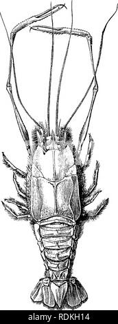 . The Cambridge natural history. Zoology. PENEIDEA AND CARIDEA LARVAL ...
