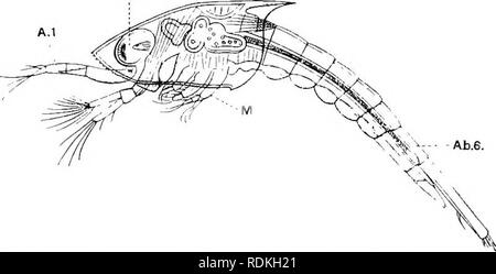 . The Cambridge natural history. Zoology. CHAPTER VI CRUSTACEA {CONTINUHD) EUMALACOSTEACA {CONTINUED) : EUCARIDA EUPHAUSIACEA COMPOUND EYES DECAPODA DIVISION 4. EUCAEIDA. The carapace fuses with all the thoracic segments. The eyes are pedunculate. The mandible is without a lacinia mobilis. There are no oostegites, the eggs being attached to the endo- podites of the pleopods. The hepatic caeca are much ramified, the heart is abbreviated and saccular, the spermatozoa are spherical with radiating pseudopodia, and development is typically attended by a complicated larval metamorphosis. Order I. Eu Stock Photo