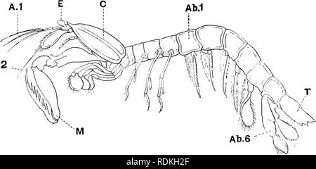 . The Cambridge natural history. Zoology. STOMATOPODA LARVAL HISTORY ...