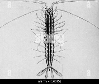 . The Cambridge natural history. Zoology. ii6 CEPHALOCHORDATA ...