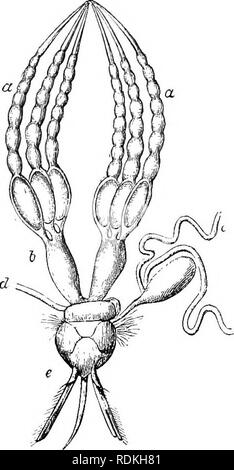 . The Cambridge natural history. Zoology. 138 OVARIES number is greater, and in the queen-bee it is increased to a,bout 180. In the Queens of the Terniitidae, or white ants, the ovaries take on an extraordinary development; they fill the whole of the greatly distended hind-body. Three thousand egg-tubes, each con- taining many hundred eggs, may be found in a Queen Termite, so that, as has been said by Hagen,^ an offspring of millions in number is probable. There is considerable variety in the arrangements for the growth of the eggs in the egg-tubes. Speaking concisely, the tubes may be conside Stock Photo