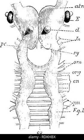 . The Cambridge natural history. Zoology. 12 PERIPATUS largest part of the alimentary canal. It is a dilated soft-walled tube, and leads behind into the short narrow rectum (H), which opens at the anus. There are no glands opening into the alimentary canal. Nervous System. The central nervous system consists of a pair of supra- oesophageal ganglia united in the middle line, and of a pair of widely divaricated ventral cords, continuous in front with the Rupra-oesophageal ganglia (Fig. 9). Tlie ventral cords at first sight appear to be without gangli- onic thickenings, but on more careful examin Stock Photo