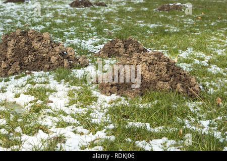 Detail of molehills made by moles. They are annoying because it damages the grass of the garden. Foto taken in winter with snow. Stock Photo