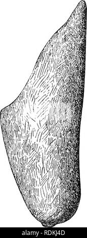 . Ordovician fossils of north China. Paleontology; Paleontology. Vol I ...