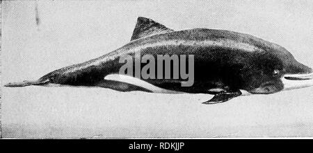 . Mammals of other lands;. Mammals. Phots by A. S. Rudland if Sans BOTTLE-NOSED DOLPHIN From 8 to g feet long, found from the Mediterranean to the North Sea Toulon that might steam after the marauders and frighten them away. One of the most remarkable cases of a feeding porpoise that I can recall was thar of one which played with a conger-eel in a Cornish harbour as a cat might play with a mouse, blowing the fish 20 or 30 feet through the air, and swimming after it so rapidly as to catch it again almost as it touched the water. The Dolphin, which is in some seasons as common in the British Cha Stock Photo