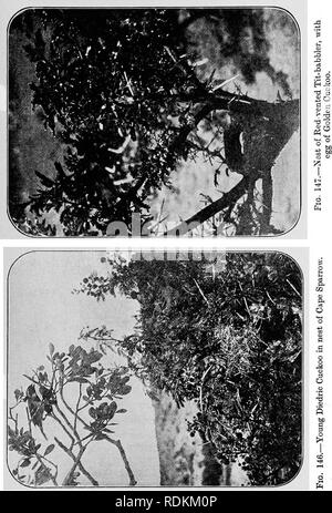 . Sketches of South African bird-life. Birds. . Please note that these images are extracted from scanned page images that may have been digitally enhanced for readability - coloration and appearance of these illustrations may not perfectly resemble the original work.. Haagner, Alwin Karl, 1880-; Ivy, Robert Henry. Cape Town, T. M. Miller Stock Photo